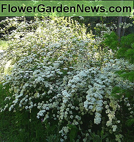 Weißer Spirea White Spirea