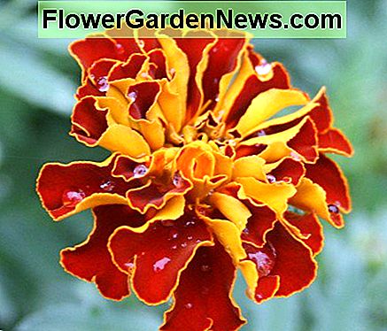 Cette photo d'un souci français est l'une des miennes, mais Flower Pedia contient des milliers de magnifiques photos de fleurs. This photo of a French marigold is one of mine, but Flower Pedia contains thousands of gorgeous flower pics.