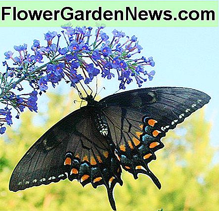 Landscaper's Companion vous aide à sélectionner les meilleures plantes pour votre jardin. Landscaper's Companion helps you select the best plants for your yard.