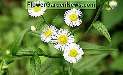 Votre smartphone peut savoir. Grâce aux dernières applications, identifier les fleurs, les arbres et autres plantes devient plus facile. Your smartphone may know. Thanks to the latest apps, identifying flowers, trees, and other plants has gotten easier.
