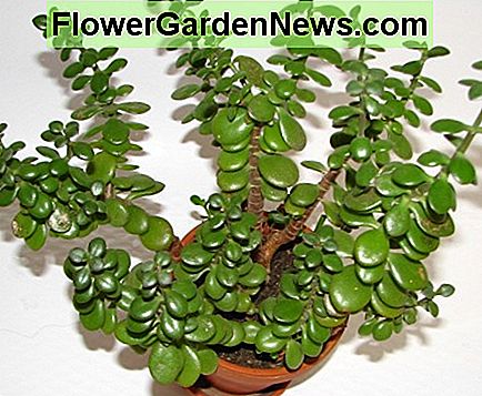 Een volwassen Jade-plant. A mature Jade plant.