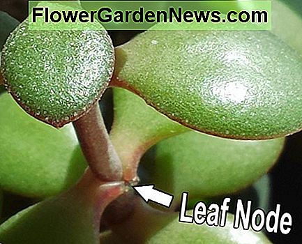 Bladknopen op een installatiestam. Leaf nodes on a plant stem.