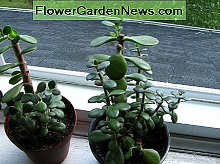 Jade knipsels groeien alleen. Jade clippings growing on their own.