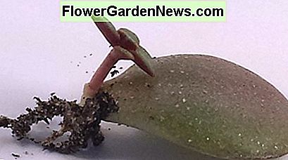 Een jonge plant die uit een blad komt. A young plant forming from a leaf.