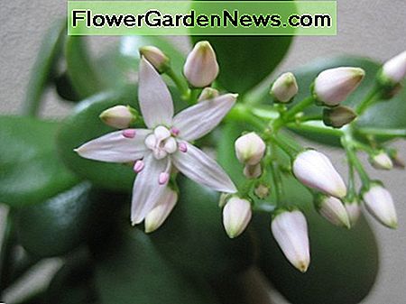 Een jadeplant in bloei. A jade plant in bloom.