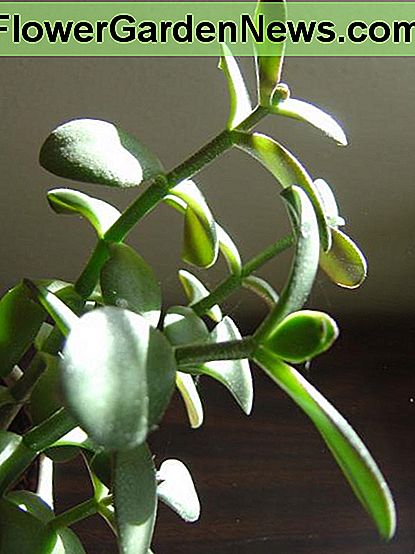 Een gezonde jadeplant. A healthy jade plant.