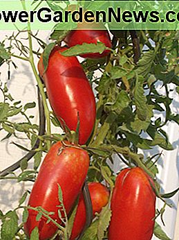 Pompeii-tomaten zijn vlezige tomaten van het pastatype, perfect om een pizza bij te maken of spaghettisaus te maken. Pompeii tomato are meaty paste type tomatoes perfect for topping a pizza or making spaghetti sauce.