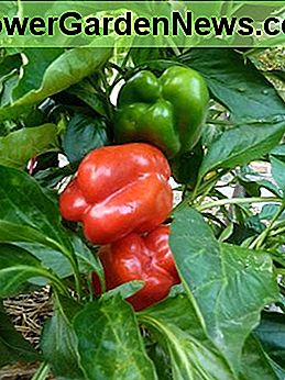 Grote, sappige, dikwandige paprika's worden lekker groen geserveerd of laten ze rijpen tot rood voor een zoetere smaak. Big, juicy, thick walled bell peppers are tasty served green or let them ripen to red for a sweeter flavor.