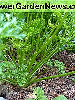 Peterselie, gekruld of plat blad, is een keuze voor tuinders. De meeste mensen kunnen het verschil niet zien in een blinde smaaktest. Groei beide en proef de smaak voor jezelf. Parsley, curly or flat leaf, is a gardeners choice. Most people can't tell the difference in a blind taste testing.Grow both and taste test for yourself.