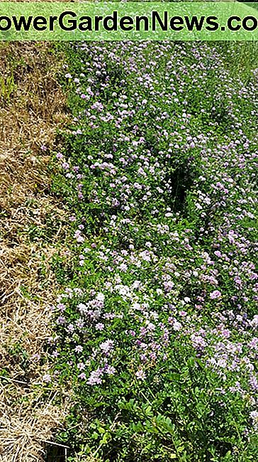 Damm stabilisiert mit Kronenwickel Embankment stabilized with crown vetch