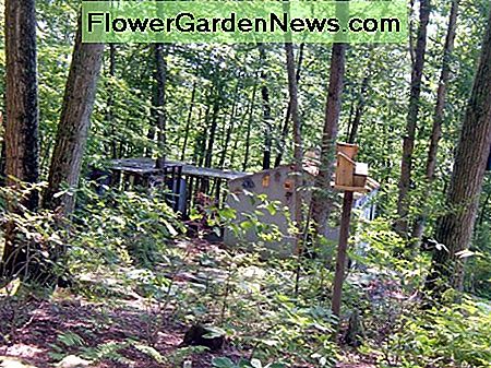 Nasz ogr贸d le艣ny Our Woodland garden