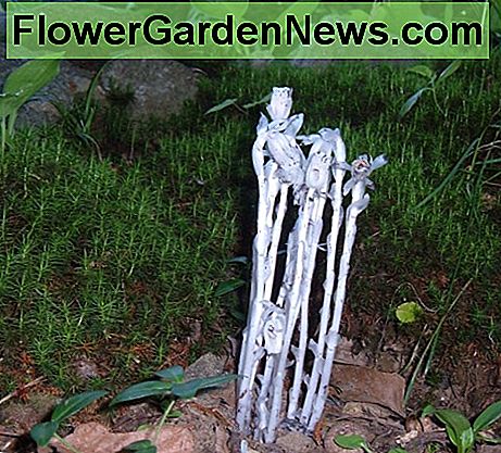 Te interesuj膮ce ma艂e ro艣liny to Indian Pipes These interesting little plants are Indian Pipes