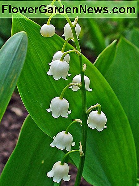 Liljekonvalj Lily of the Valley