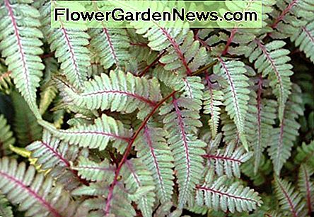 Japanska målade spannmål Japanese Painted Ferns