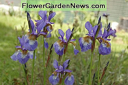 Siberian Iris Siberian Iris
