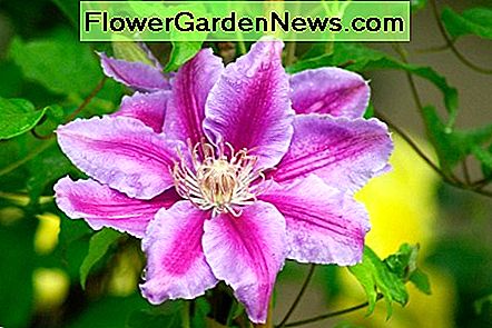 Nelly Moser Clematis Nelly Moser Clematis