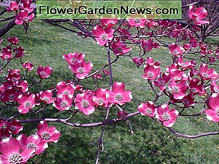 Dogwood Tree in Bloom Dogwood Tree in Bloom