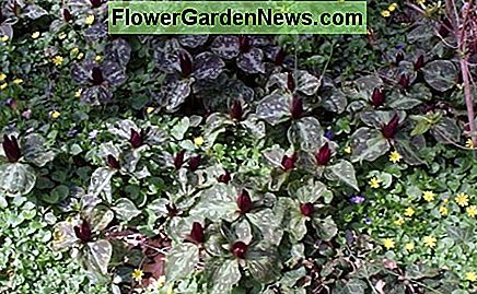 Trillium Trillium