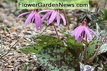 Dogtooth Violet Dogtooth Violet