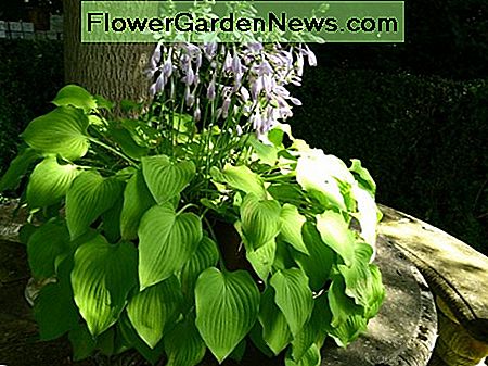 Hosta Hosta