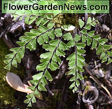 Maidenhair Fern Maidenhair Fern