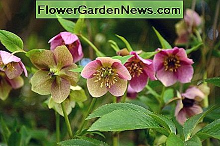 julrosor Hellebores
