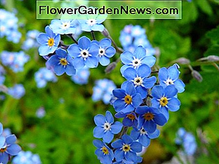 Glömma-Me-Nots Forget-Me-Nots