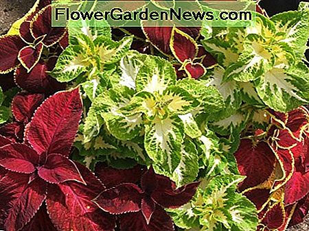 Coleus Coleus
