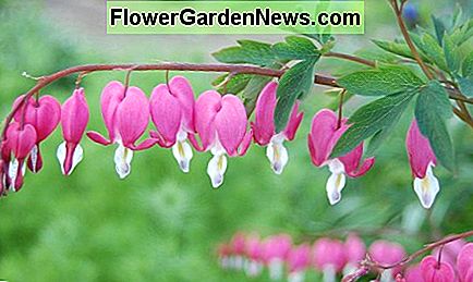 Blödande hjärta Bleeding Heart