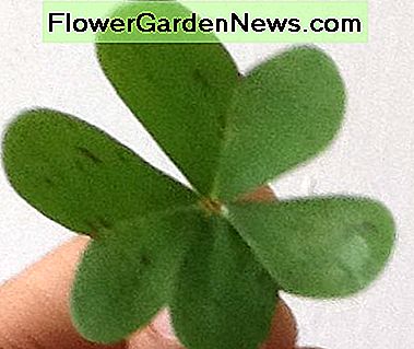 Ich halte ein hölzernes Sauerampferblatt. Me holding a wood sorrel leaf.