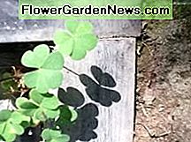 Sauerampfer fotografiert in einem Yard in Lynwood Wood sorrel photographed in a yard in Lynwood