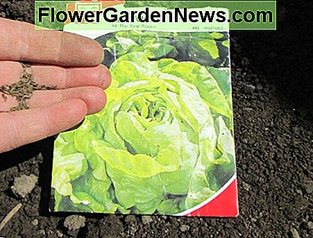 Slazaden Lettuce Seeds