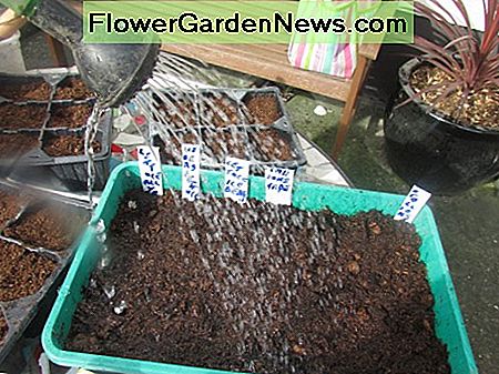 Hoe sla te laten groeien How To Grow Lettuce