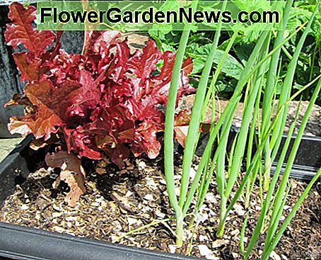 Blad sla Leaf Lettuce