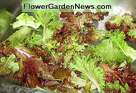 Blad sla Leaf Lettuce