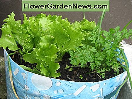 Hoe sla te laten groeien How To Grow Lettuce