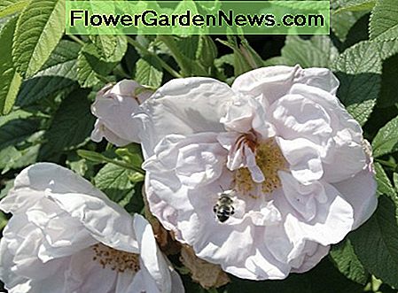 Die Bienen brauchen Blumen. Bienen auf meinen Rosen. The bees need flowers. Bees on my roses.