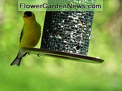 Lunch pÄ en solrosmatare Lunch at a Sunflower Feeder