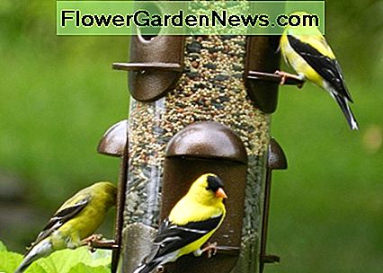 Flock of American Goldfinch Flock of American Goldfinch