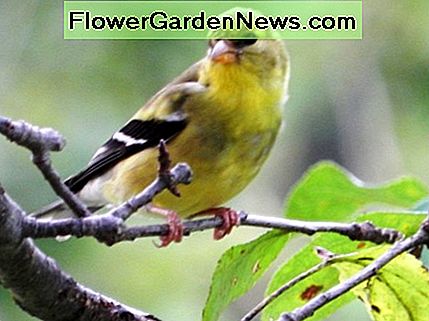 American Goldfinch Female American Goldfinch Female
