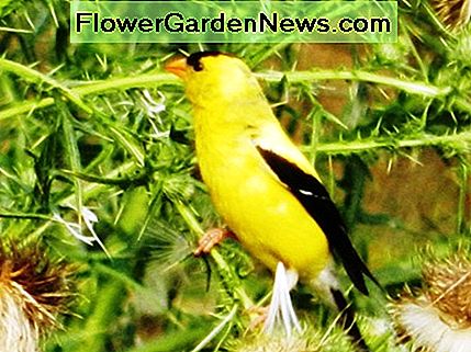 American Goldfinch Harvesting Thistle Seeds American Goldfinch Harvesting Thistle Seeds