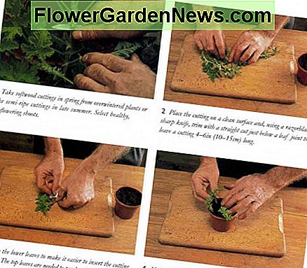 1 - Nadelholzschnitt mit freundlicher Genehmigung von 1 - Softwood cutting courtesy of