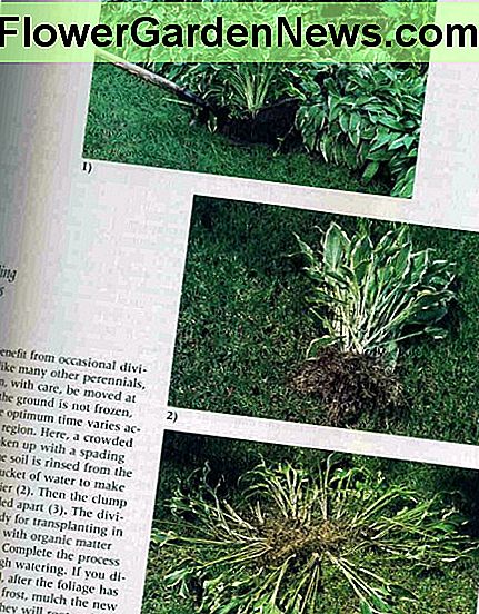 mit freundlicher Genehmigung des Victory Garden Essential Companion courtesy of the Victory Garden Essential Companion