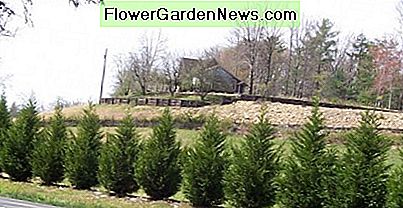 Als die Stecklinge meiner Leyland Cypress wuchs .... As the cuttings of my Leyland Cypress grew....