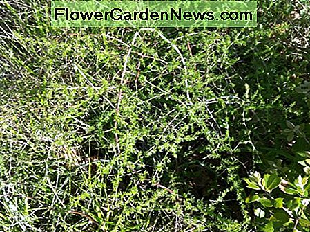 Asparges plante Asparagus plant