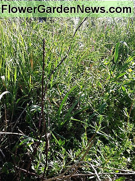 Skuddene vokser inden for en tre meter radius af planten. The shoots grow within a three feet radius of the plant.