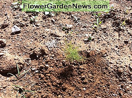 Plant den hvide asparges. Plant the wild asparagus.