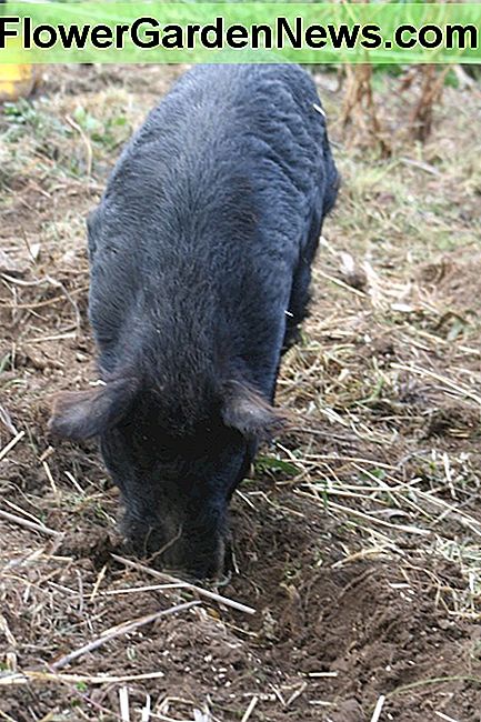 Du kan ikke luge din have som denne i byen. lol. Sæt et gris i din køkkenhave og se, hvor hurtigt og nemt at forberede haven om foråret kan være. :) You can't weed your garden like this in the city. lol. Put a pig in your vegetable garden and see how quick and easy preparing the garden in springtime can be. :)