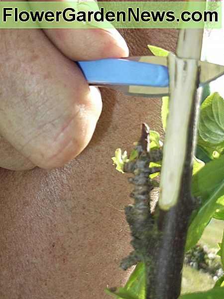 Grafting frugttræer kræver en stabil hånd, men belønningen er fremragende. Vi skaber vores egne Grafting fruit trees requires a steady hand, but the rewards are excellent. We are creating our own 'fruit salad trees' by grafting different varieties of plums, peaches and other fruit to individual trees.
