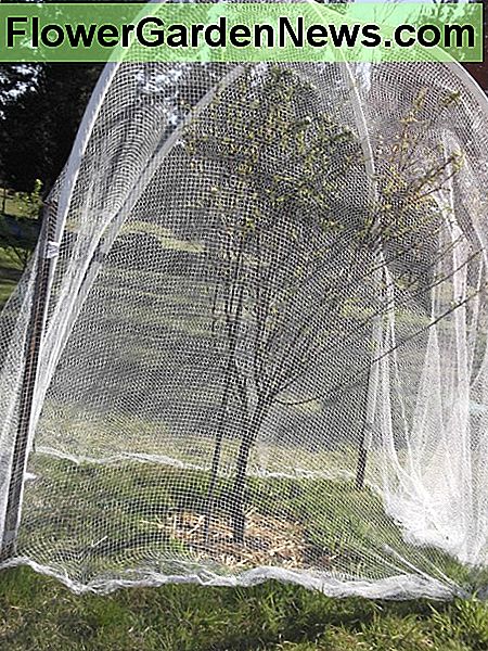 Sidste år spiste kakaoer hver eneste af fersknerne på dette træ. I år forlod jeg i afdækket mens blomstrende, men dækkede det med fugl netting ved første tegn på frugt. Last year, cockatoos ate every one of the peaches on this tree. This year, I left in uncovered while blossoming, but covered it with bird netting at the first sign of fruit.